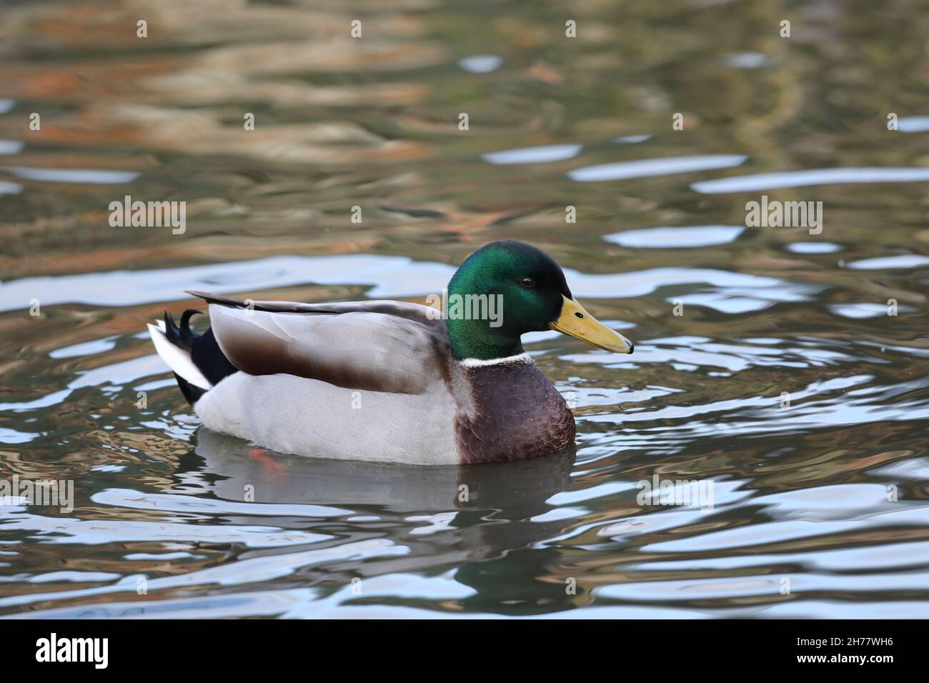 Mallard anatra platyrhynchos Anas. Drake o maschio, in adulti che riprodusionano piumaggio. Specie dimorfiche sessualmente per gran parte dell'anno. Nuoto sulla superficie d'acqua. Foto Stock
