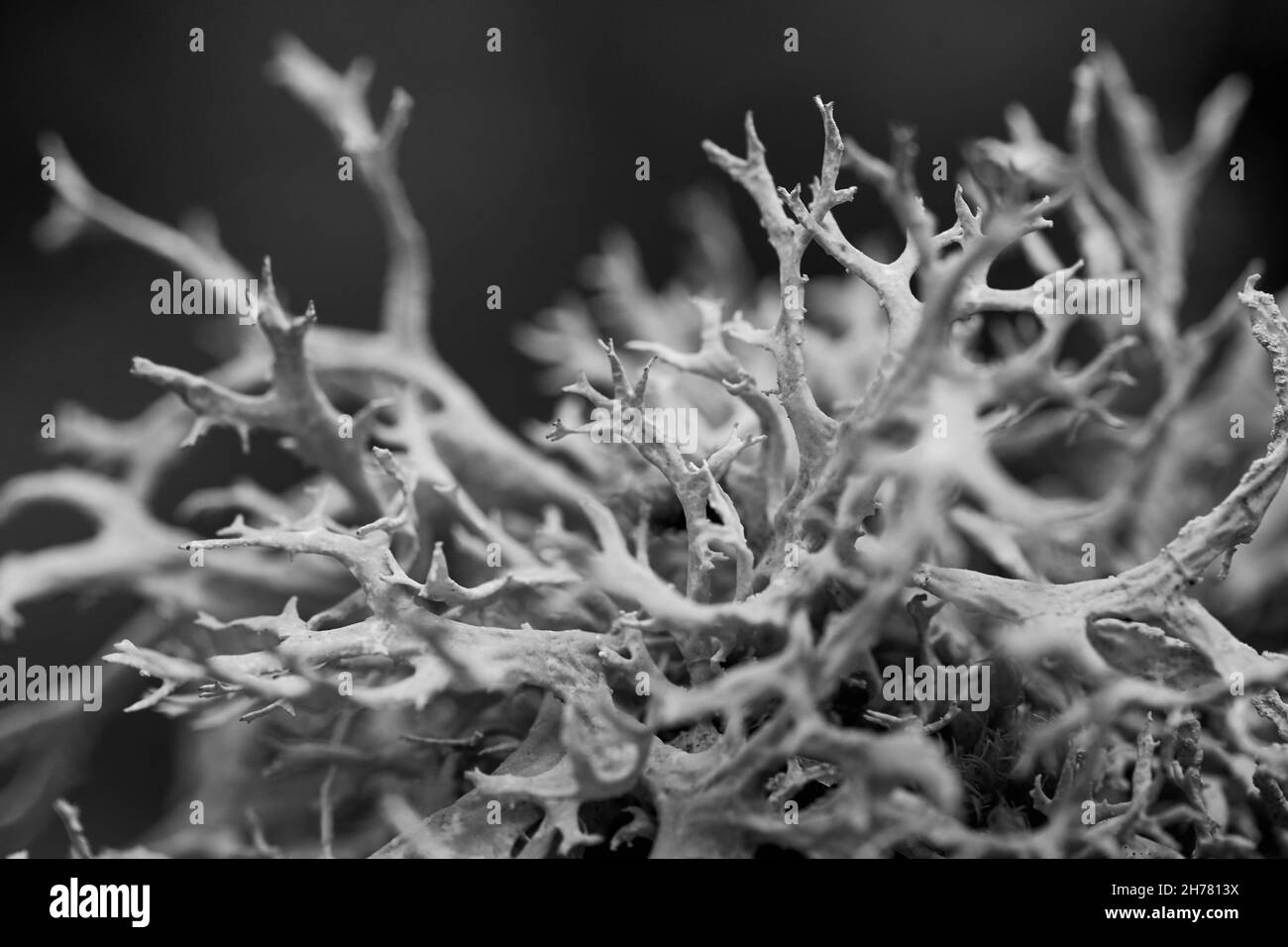 Immagine macro astratta di oakmuss secco che assomiglia a corallo Foto Stock