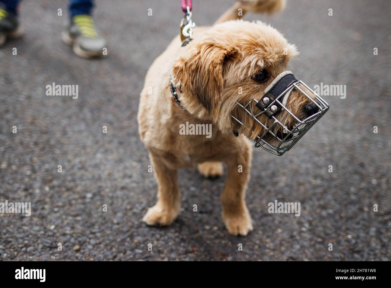 Il cane piccolo ha una museruola sulla strada. Cane a piedi in città Foto Stock