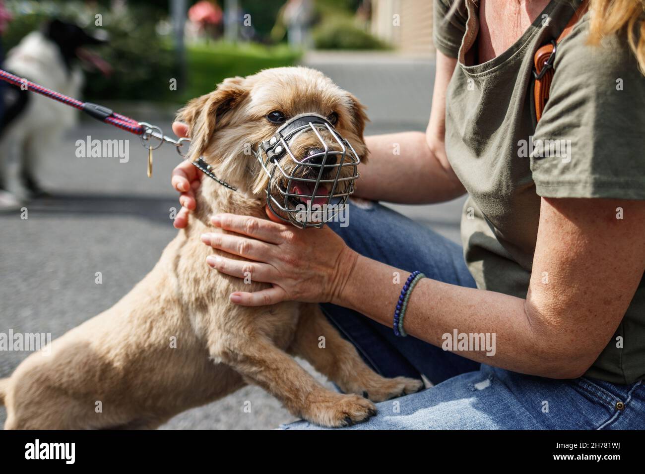 Il cane piccolo ha una museruola sulla strada. Donna che gioca con simpatico terrier. Amicizia tra persone e animali Foto Stock