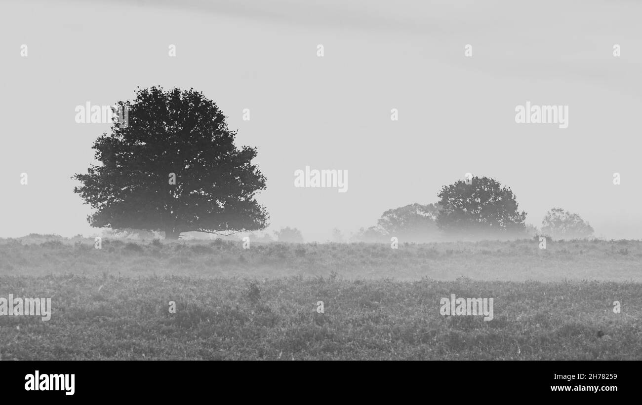 Un'immagine in scala di grigi di un campo di erica con alberi in una mattinata di nebbia Foto Stock