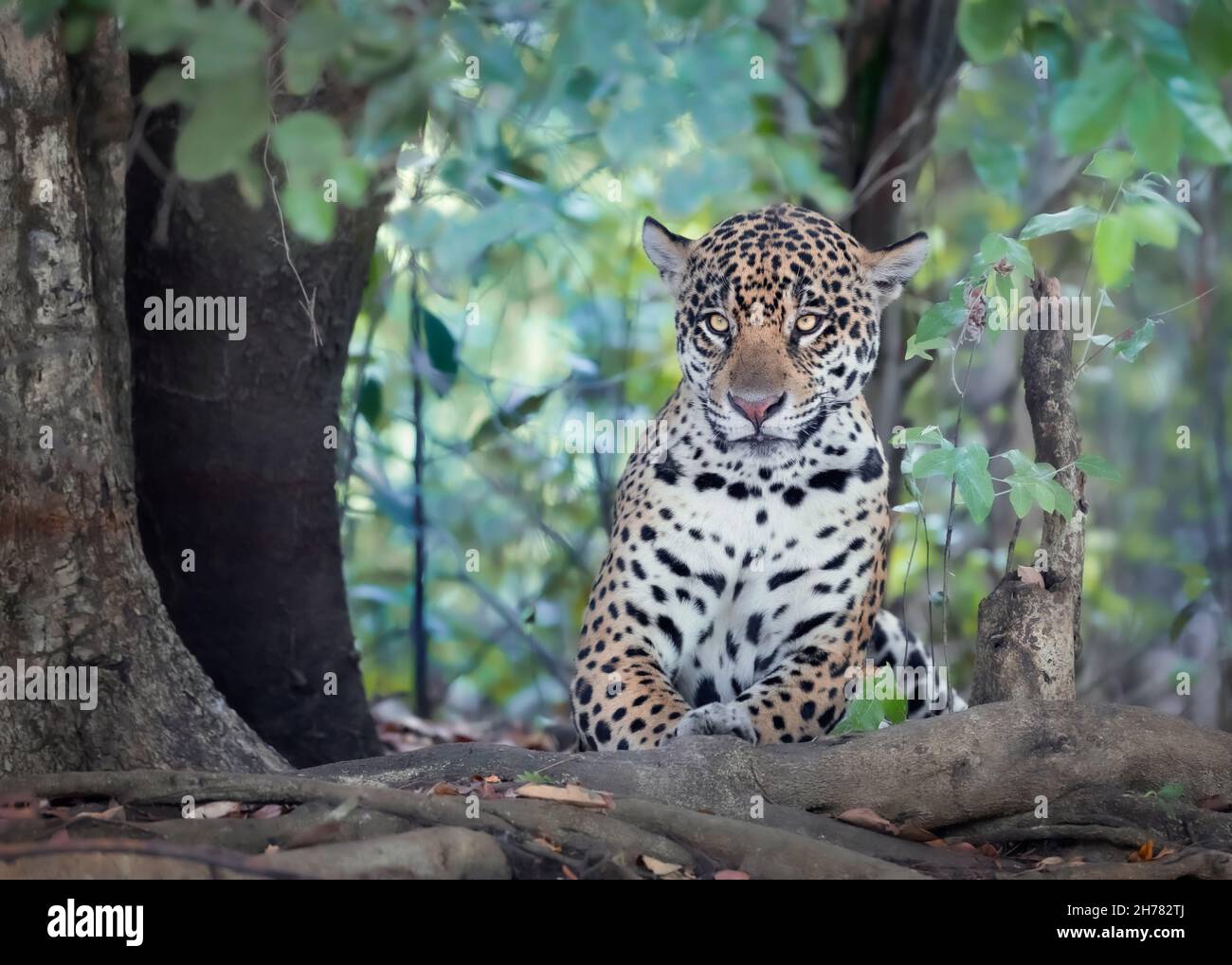Primo piano di una Jaguar (Panthera onca) che giace su una riva del fiume, Pantanal, Brasile. Foto Stock