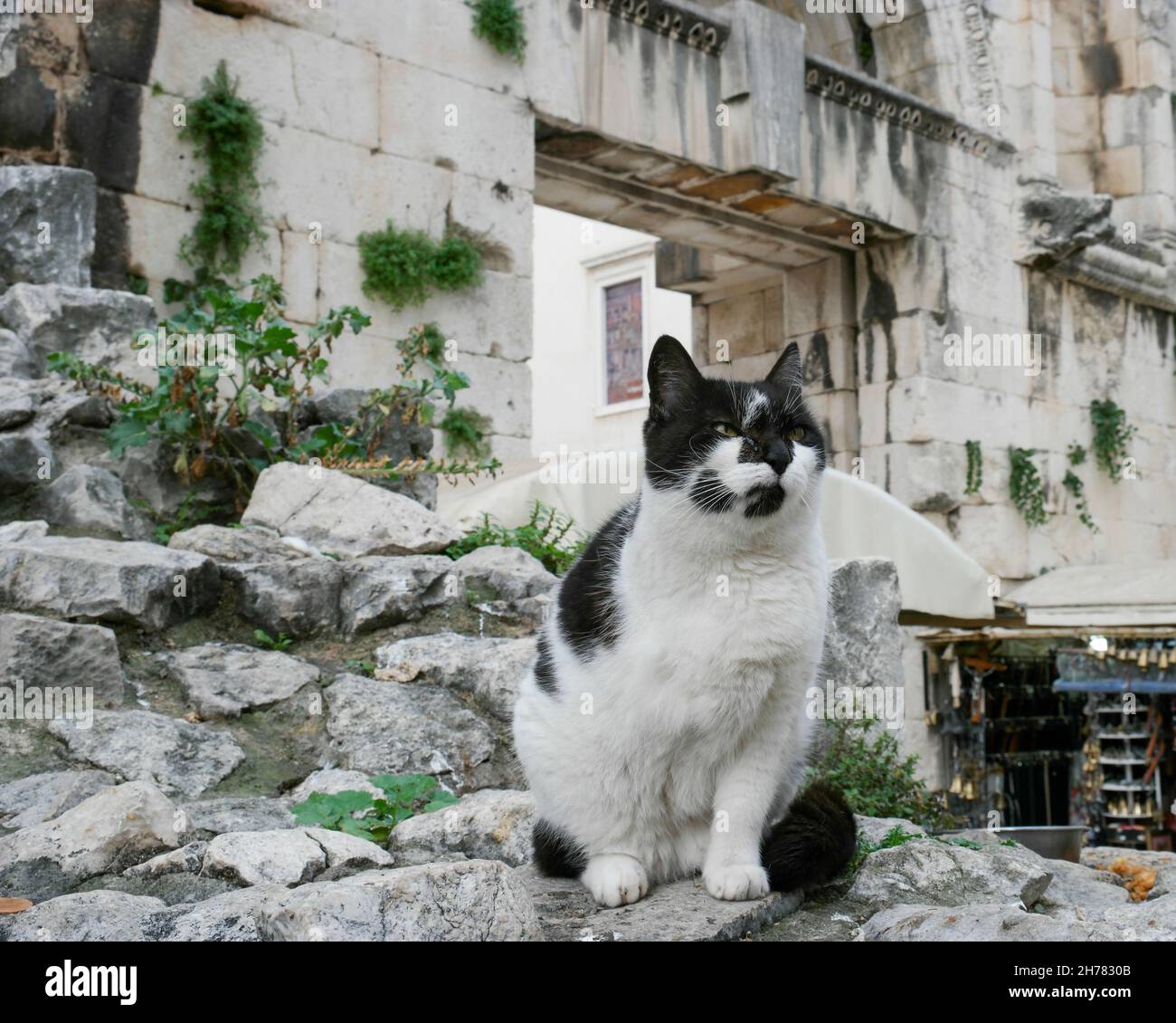 Gatto a tre zampe di fronte alla porta Est (porta d'argento) del Palazzo di Diocleziano di Spalato (Dalmazia, Croazia) Foto Stock