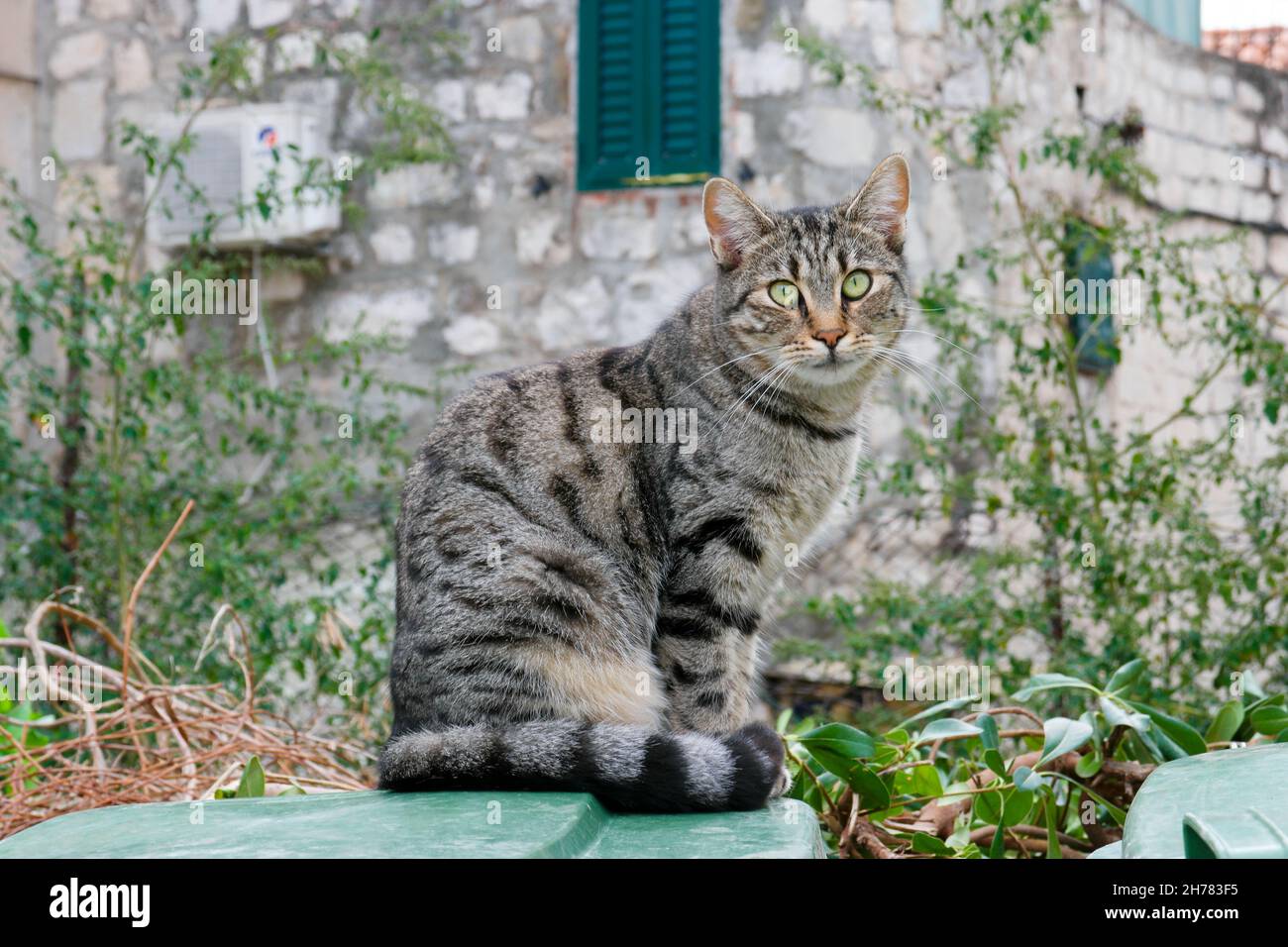 Gatto tabby seduto in un cortile a Varos (Spalato, Dalmazia, Croazia) Foto Stock