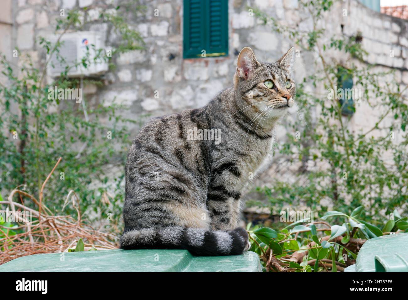 Gatto tabby seduto in un cortile a Varos (Spalato, Dalmazia, Croazia) Foto Stock