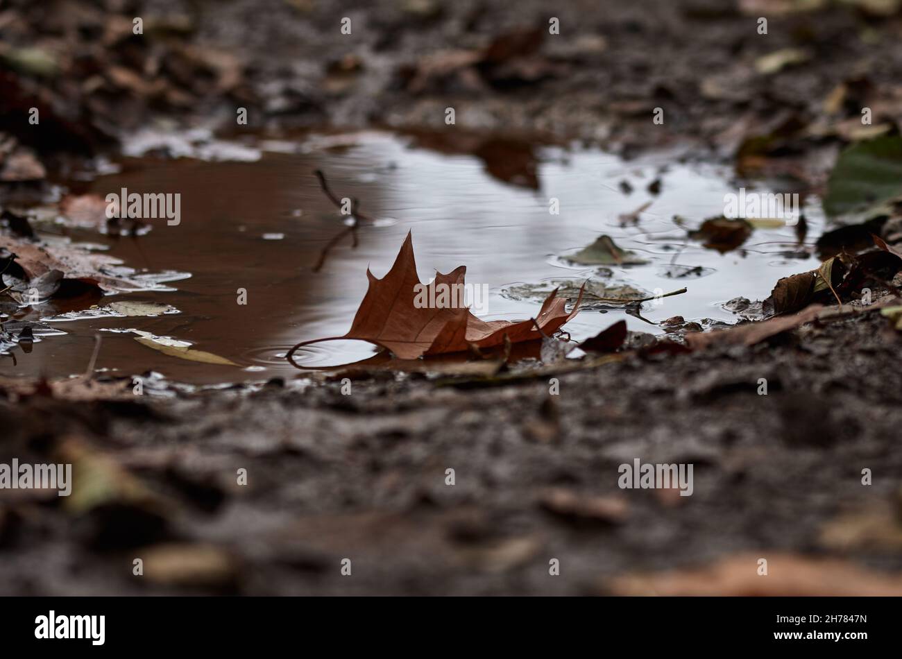 Pioggia pozzanghera con foglie autunnali sul pavimento della foresta Foto Stock