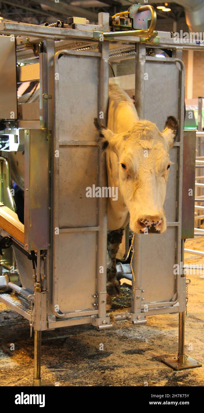 Un mucca in un dispositivo di tenuta di schiacciamento agricolo. Foto Stock