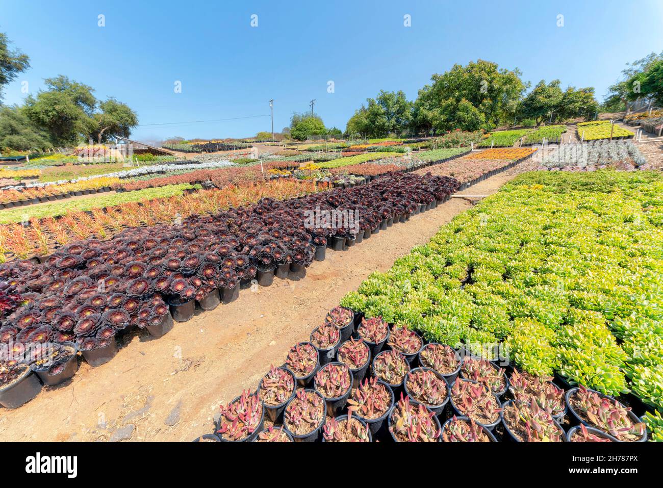 File di piante succulente colorate in una pentola su un grande campo giardino. Diversi tipi di piante di echeveria con vegetazione colorata e una vista sugli alberi, cielo Foto Stock