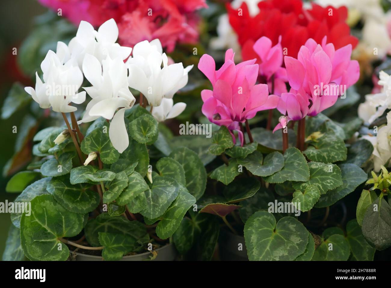 Ciclamino in primo piano. Uno sfondo bellissimo con rosa brillante con colori bianchi di un ciclamino orizzontale. Famiglia Primulaceae. Ciclamino pericum. Foto Stock