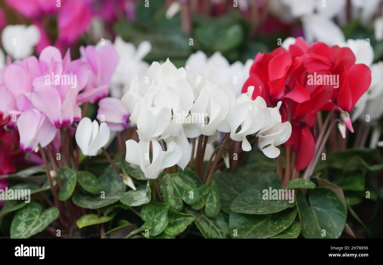 Ciclamino in primo piano. Uno sfondo bellissimo con rosa brillante con colori bianchi di un ciclamino orizzontale. Famiglia Primulaceae. Ciclamino pericum. Foto Stock
