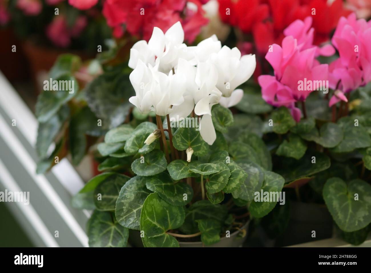 Ciclamino in primo piano. Uno sfondo bellissimo con rosa brillante con colori bianchi di un ciclamino orizzontale. Famiglia Primulaceae. Ciclamino pericum. Foto Stock