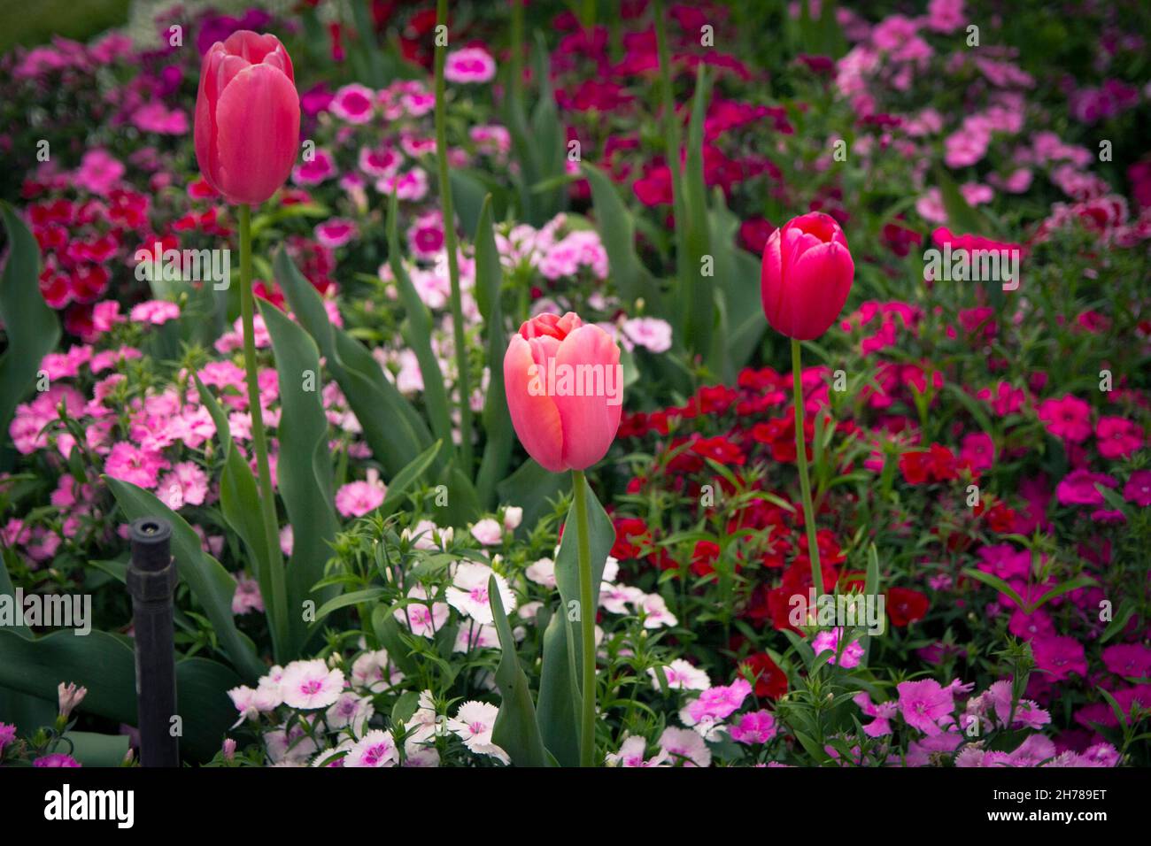 Fiori in piena fioritura dal festival dei fiori di Toowoomba in primavera Foto Stock