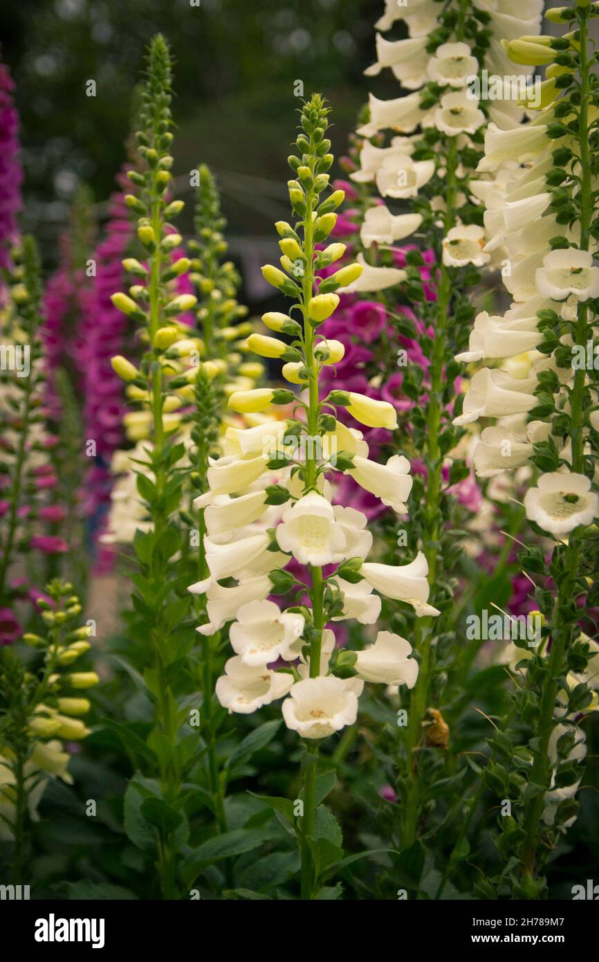 Fiori in piena fioritura dal festival dei fiori di Toowoomba in primavera Foto Stock