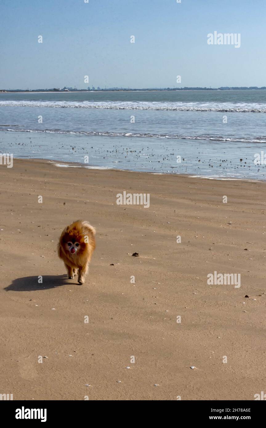 Pomerania en la playa, animales respetuosos con el entorno Foto Stock