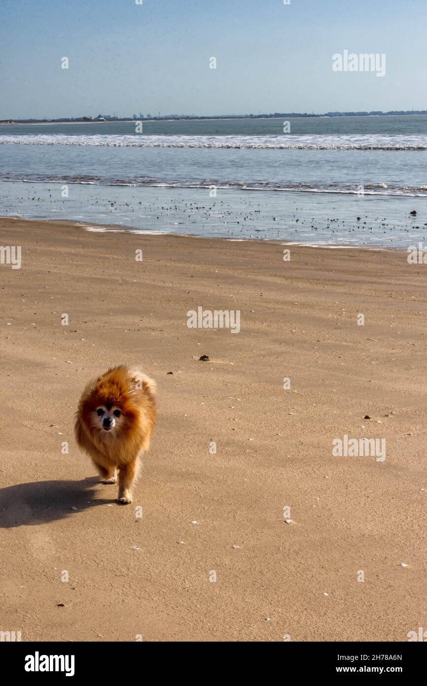 Pomerania en la playa, animales respetuosos con el entorno Foto Stock