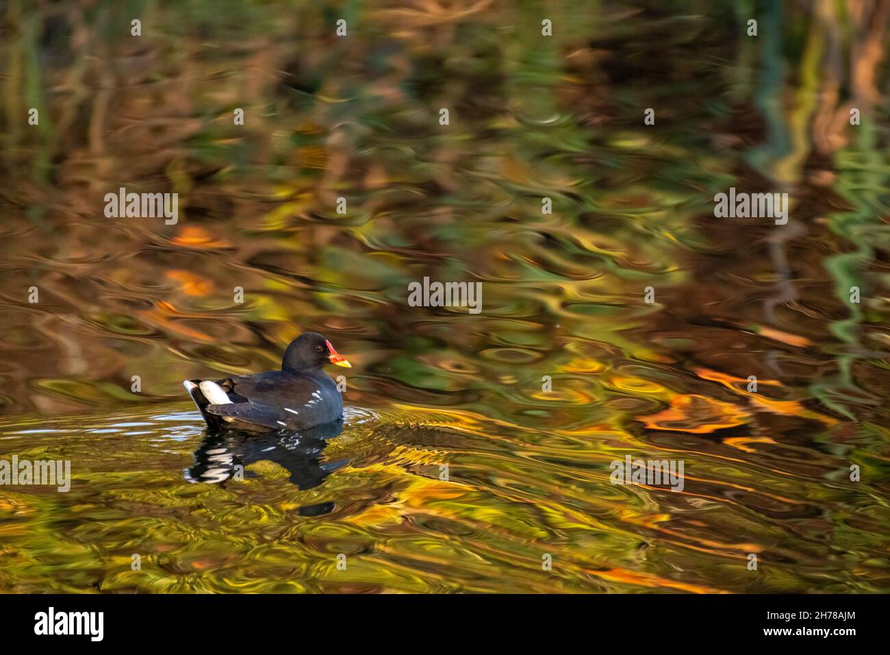 Adulto Moorhen, Gallinula chloropus su un lago con riflessi autunnali. Foto Stock