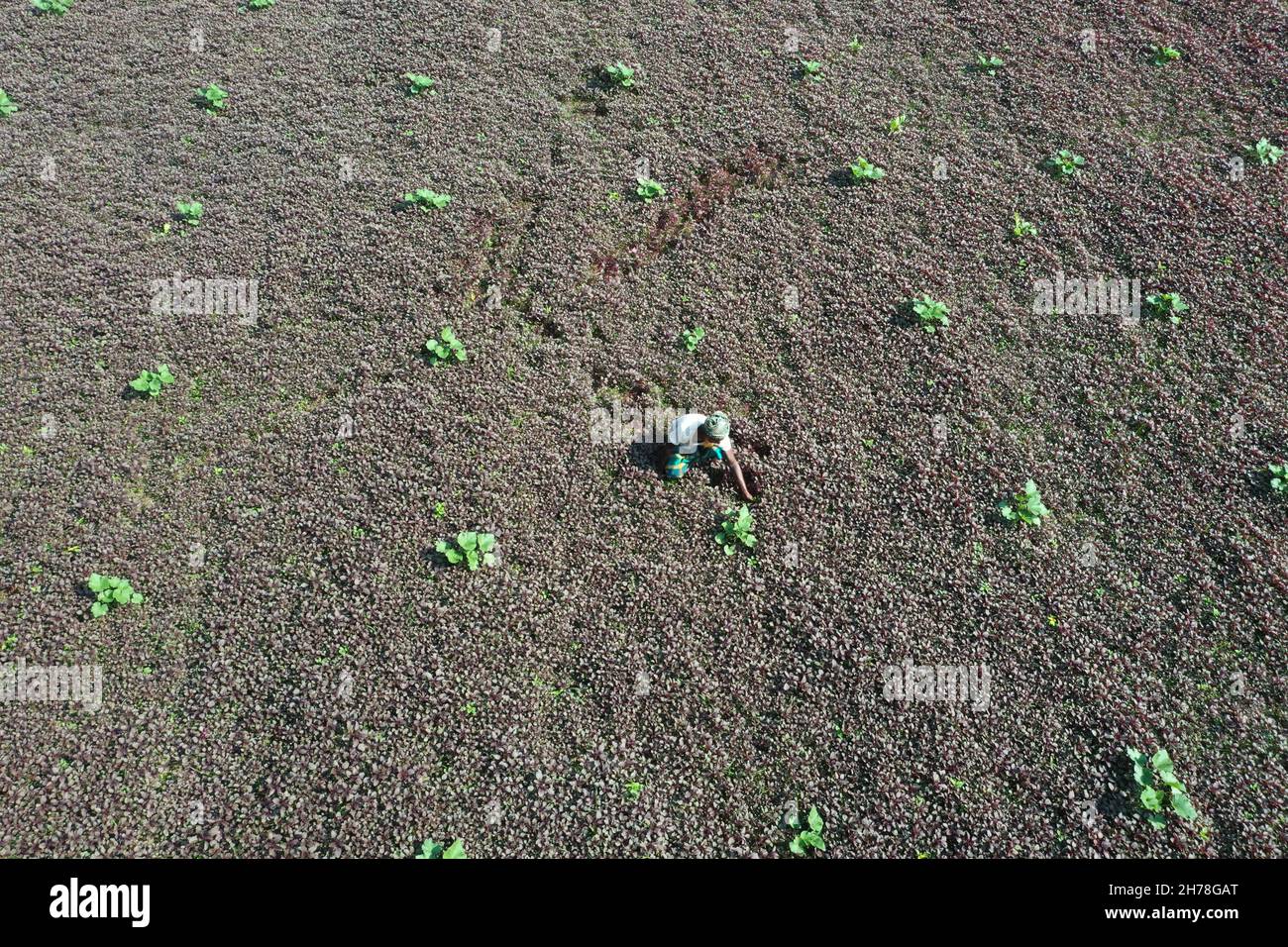 Dhaka, Bangladesh - 19 novembre 2021: Gli agricoltori sono presenze raccolta di spinaci rossi a Singair di Manikganj in Bangladesh. Foto Stock