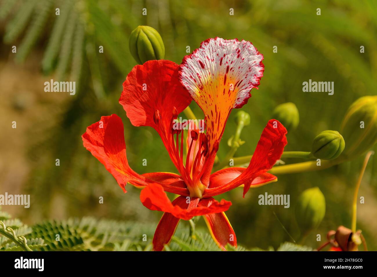 Caesalpinia pulcherrima. Chiamato anche poinciana, fiore di pavone, uccello rosso del paradiso, uccello messicano del paradiso, nano poinciana, orgoglio delle Barbados, fl Foto Stock