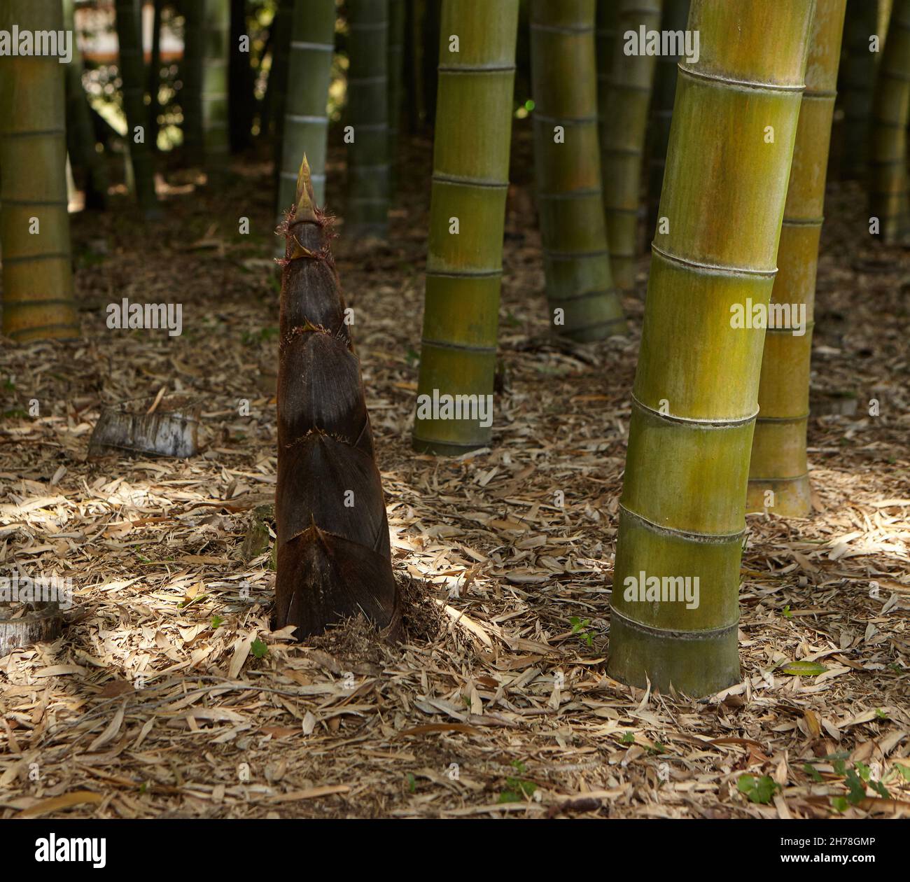 Germogli giovani di bambù in foresta di bambù. Bambù è la pianta crescente più veloce . Il bambù è simbolo di resilienza e rinascita, longevità e successo. Foto Stock