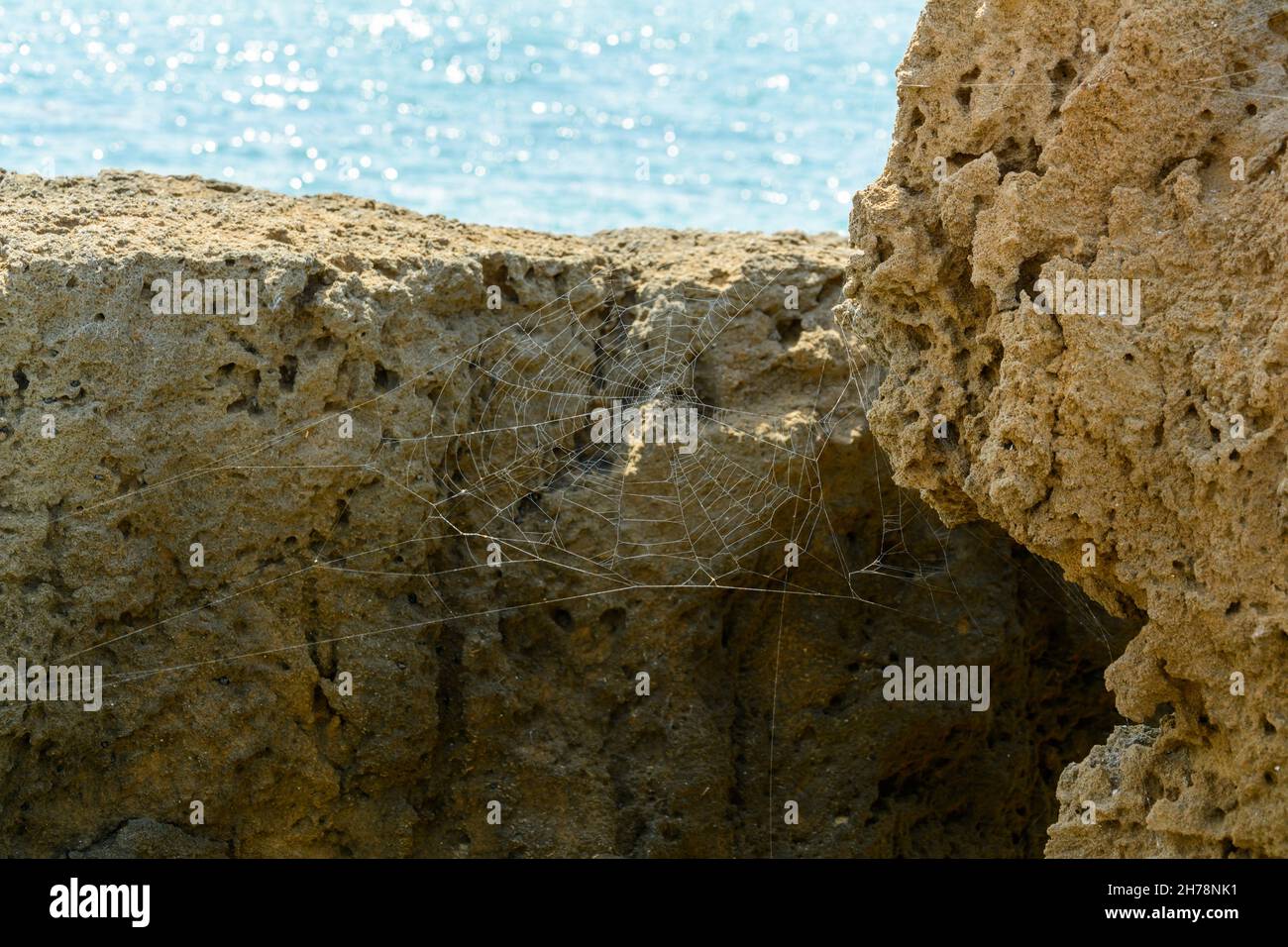 Cobweb o spiderweb su tessuto di pietra presso la spiaggia su rocce con l'oceano sullo sfondo Foto Stock