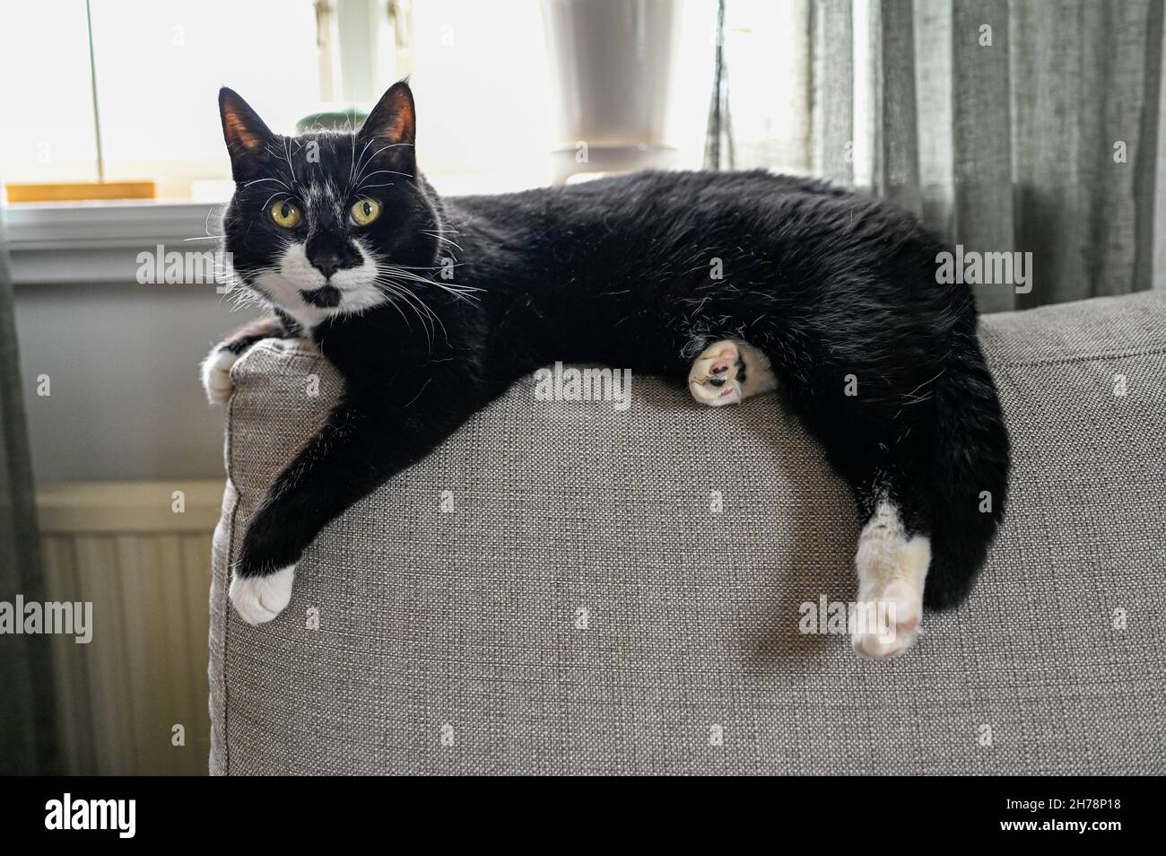 gatto bianco e nero sdraiato sullo schienale del divano Foto Stock