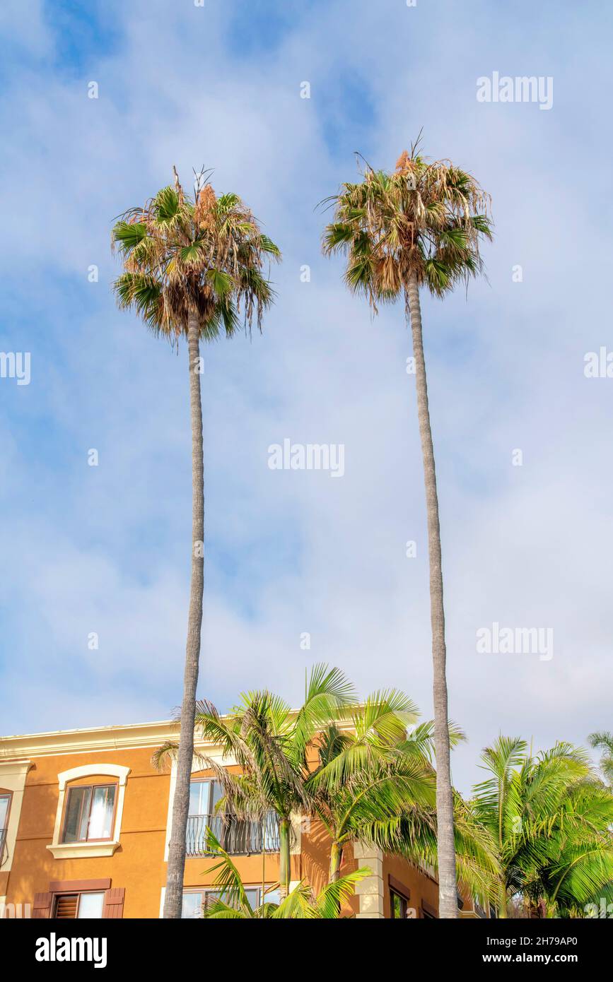 Due alte palme fuori dall'edificio a la Jolla, California Foto Stock