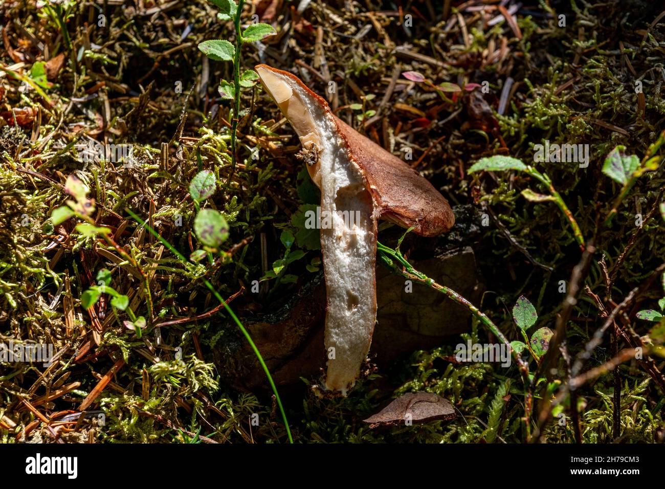 Fungo di Lactarius Helvus. Foto Stock