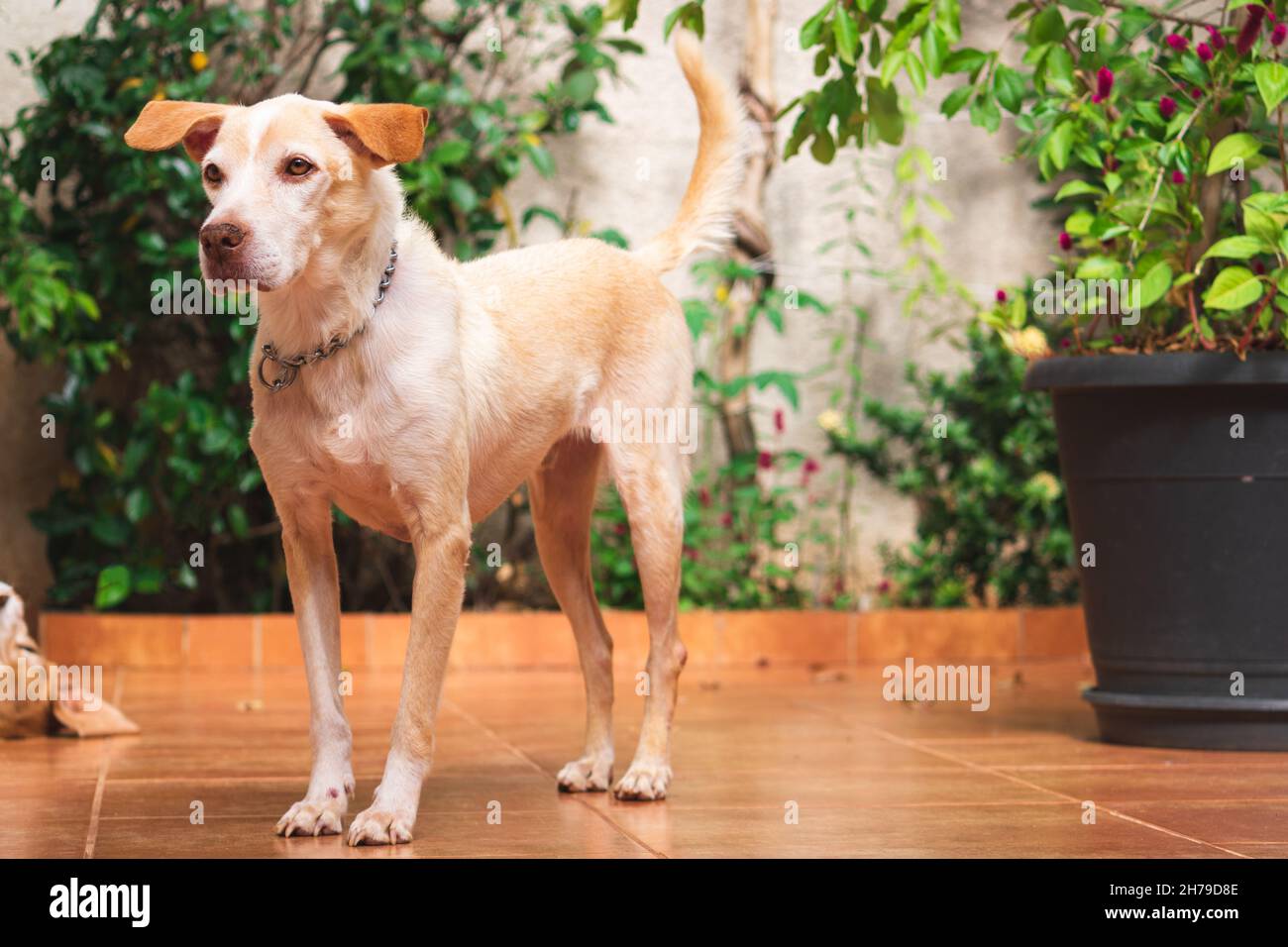 Labrador e cuccioli di beagle nel giardino soleggiato. Cani che giocano nel cortile. Foto Stock