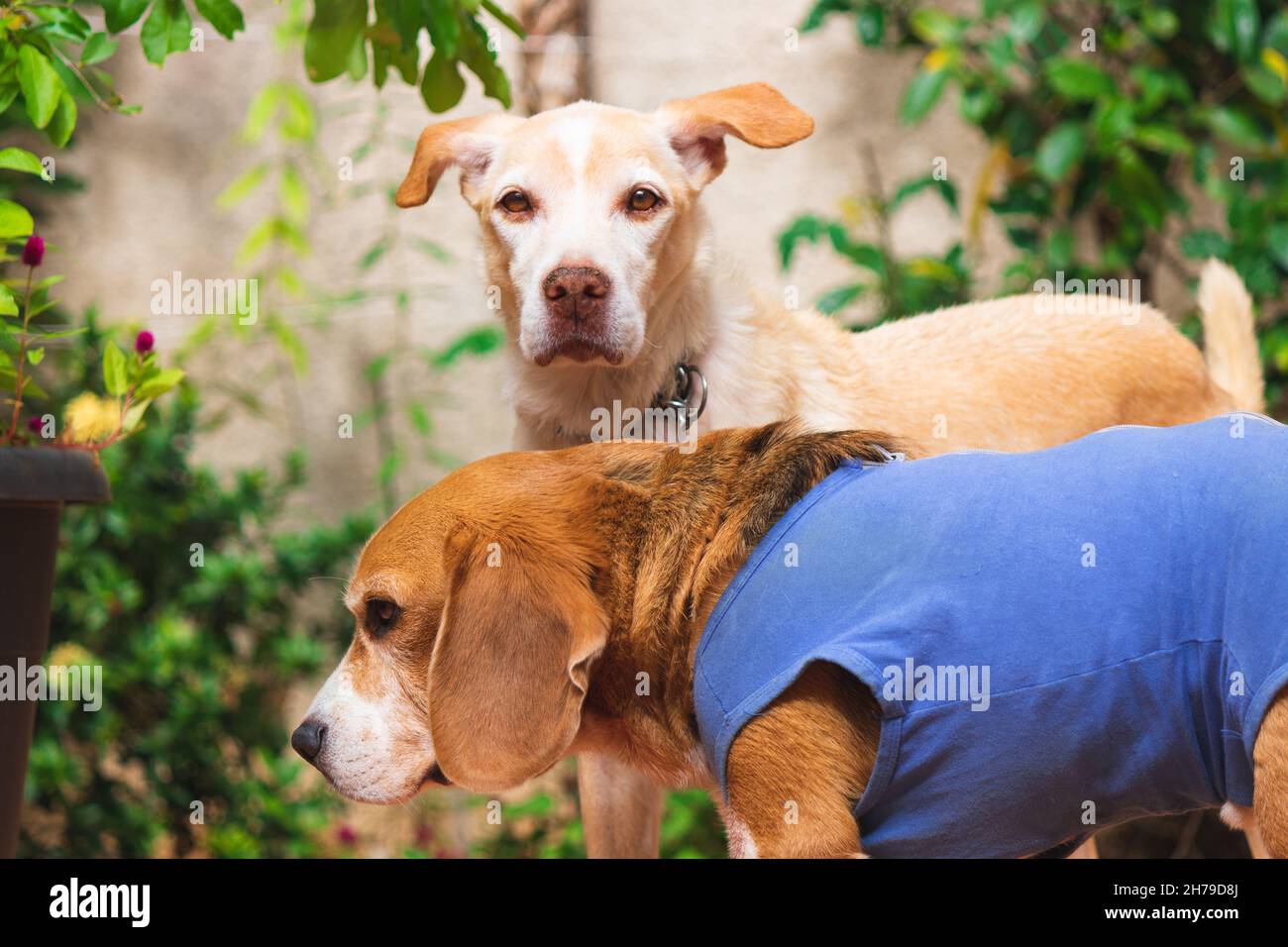 Labrador e cuccioli di beagle nel giardino soleggiato. Cani che giocano nel cortile. Foto Stock