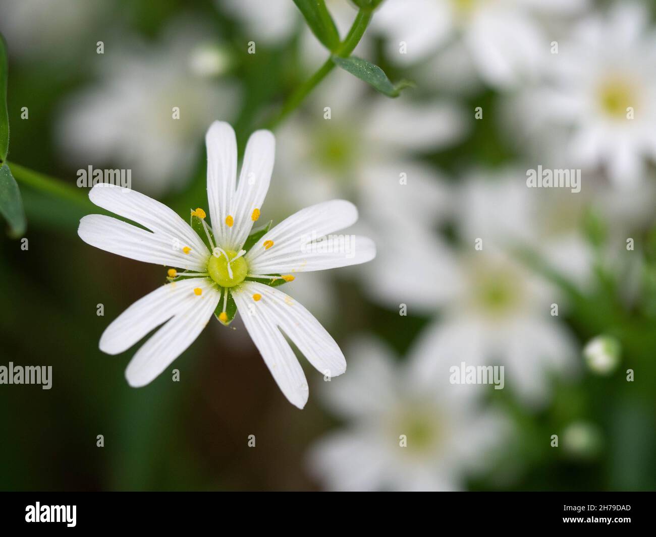 Stellaria media, fiore di cetrioli Foto Stock