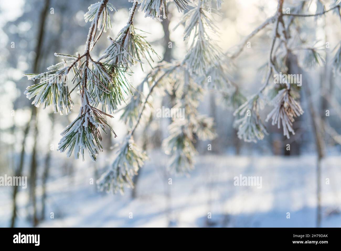 Gelo invernale sul pino. Scena invernale soleggiata. Modello di cartolina invernale Foto Stock