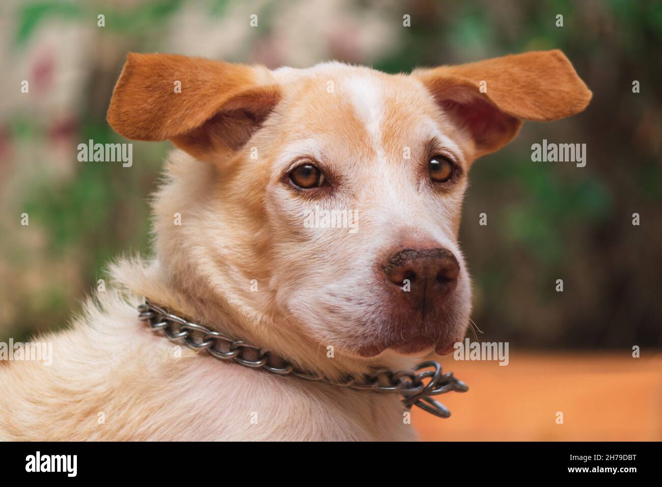 Labrador e cuccioli di beagle nel giardino soleggiato. Cani che giocano nel cortile. Foto Stock