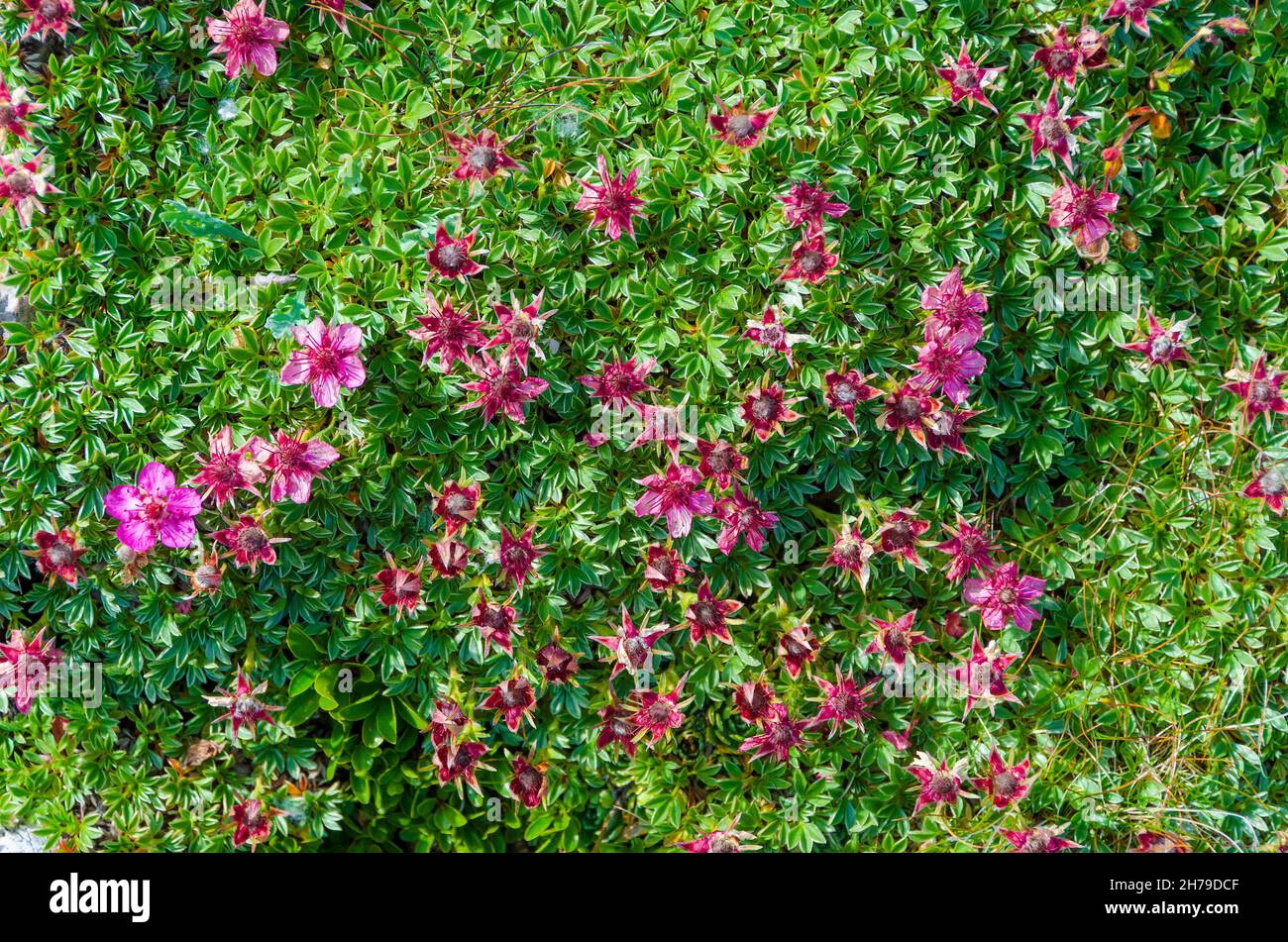 Sfondo di fiori alpini. Tappeto colorato di fiori rosa selvaggi Foto Stock