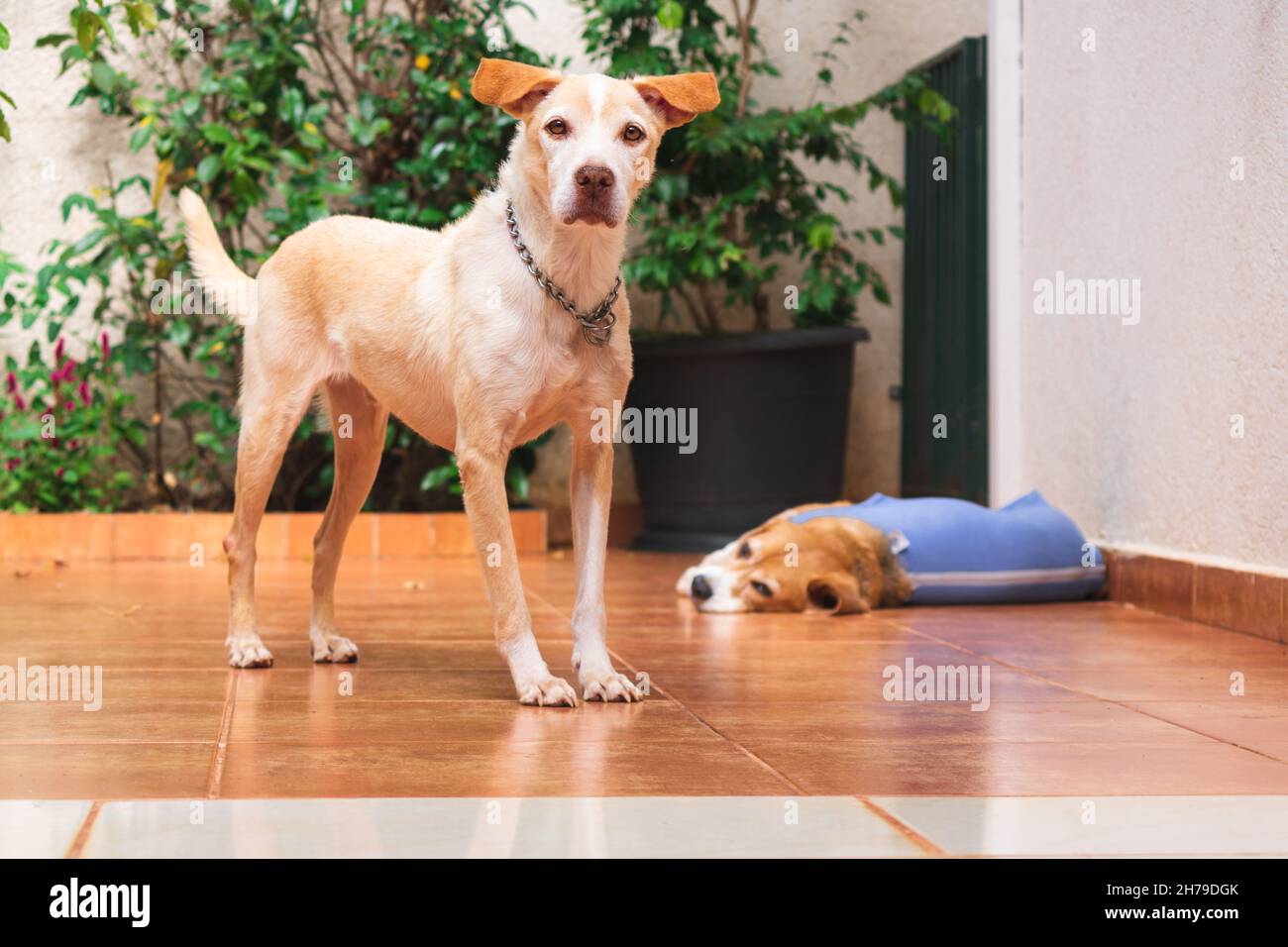 Labrador e cuccioli di beagle nel giardino soleggiato. Cani che giocano nel cortile. Foto Stock