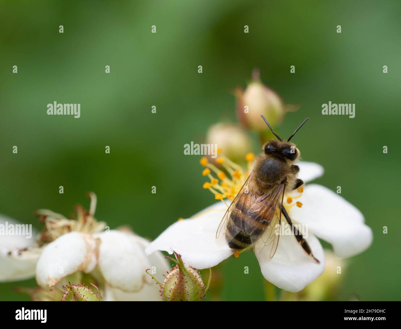 Ape di miele che alimenta su fiore di rosa selvatico Foto Stock