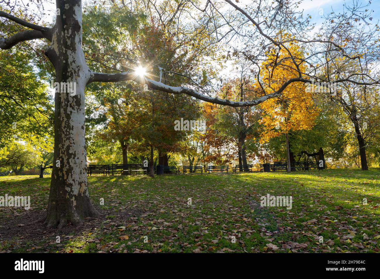 vista del parco di isham a inwood, nella parte settentrionale di manhattan, in autunno o autunno, con il sole che crea un'esplosione di sole contro un ramo di albero Foto Stock