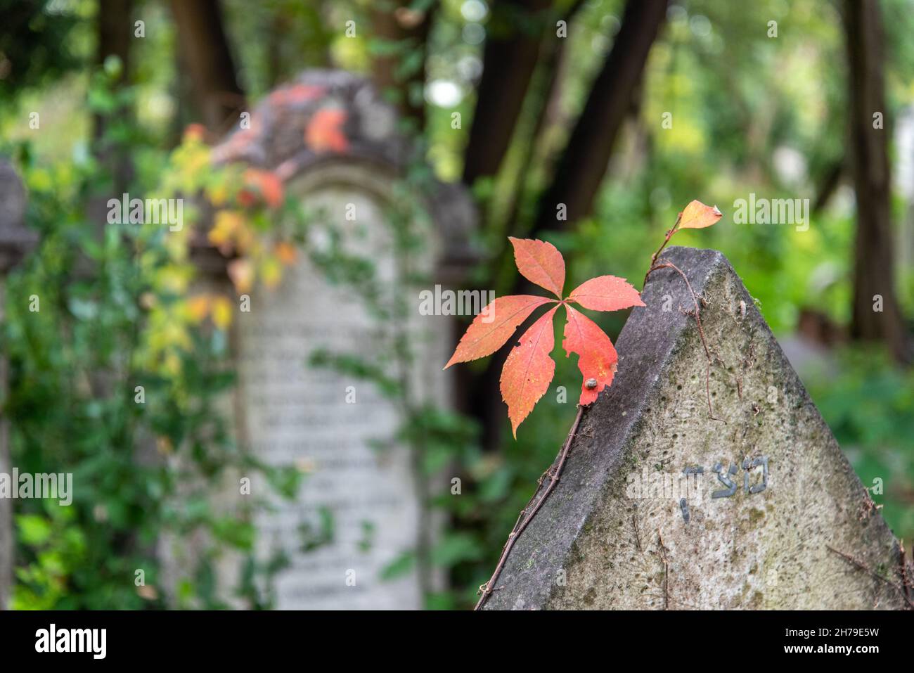 Una foglia rossa in autunno sul Cimitero Ebraico sull'Isola del Lido, Distretto di Venezia, Italia Foto Stock
