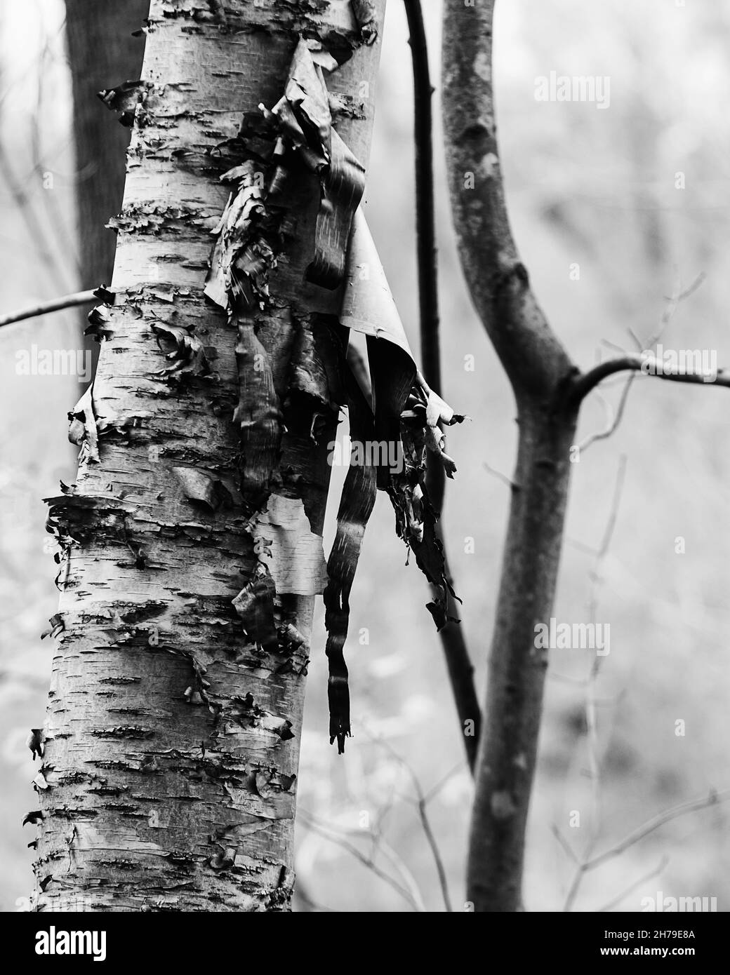 mi piace andare a fare escursioni e trovare cose diverse che accadono con la corteccia,,,,1 ... Divergetevi Foto Stock