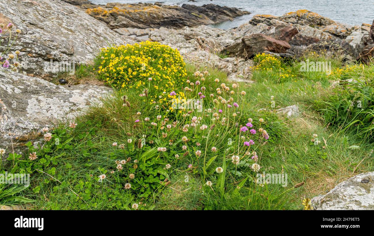 Fiori selvatici costieri. Foto Stock