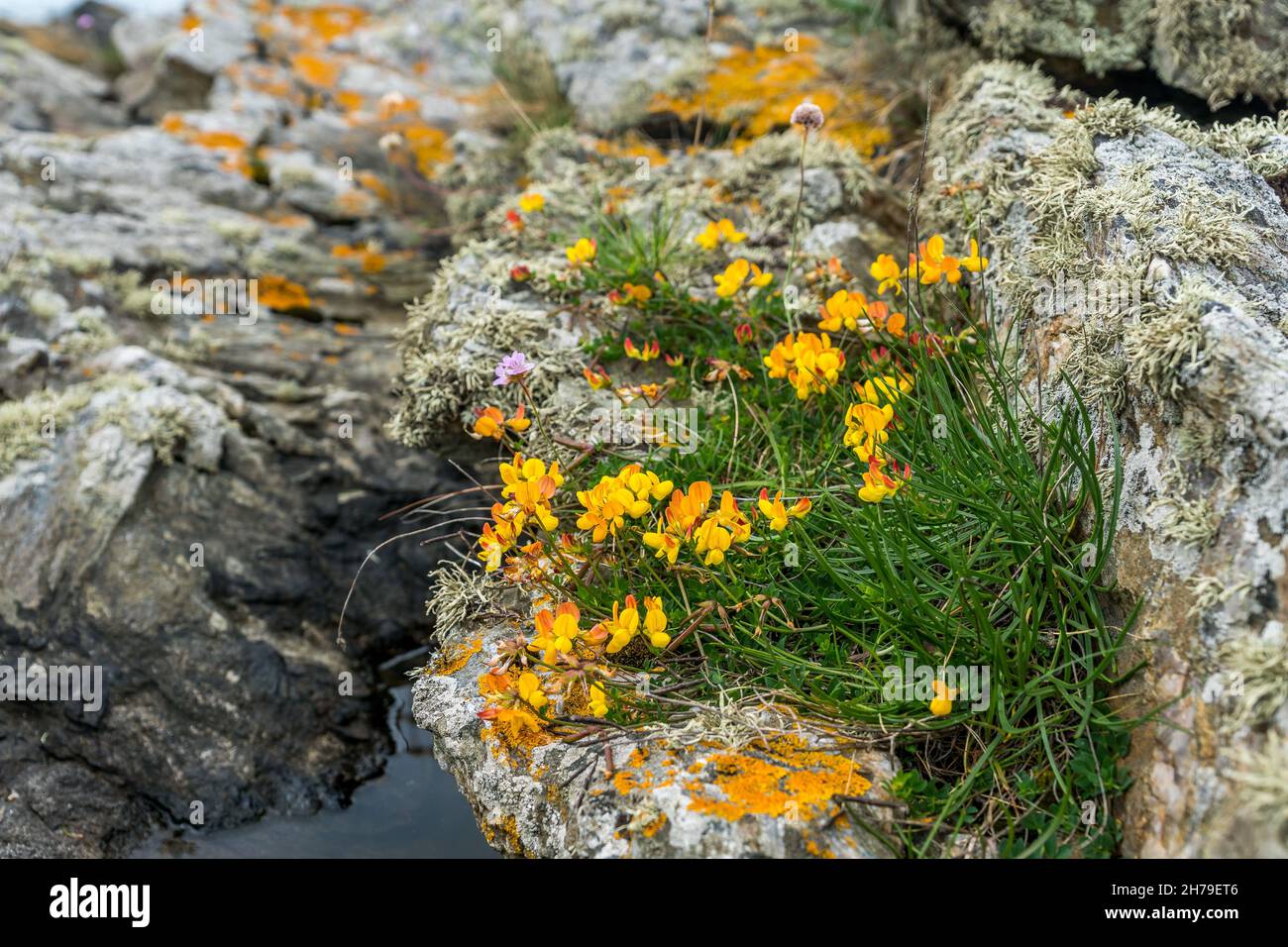 Il trifoglio di Birdsfoot, un fiore selvaggio costiero, tra le rocce. Foto Stock