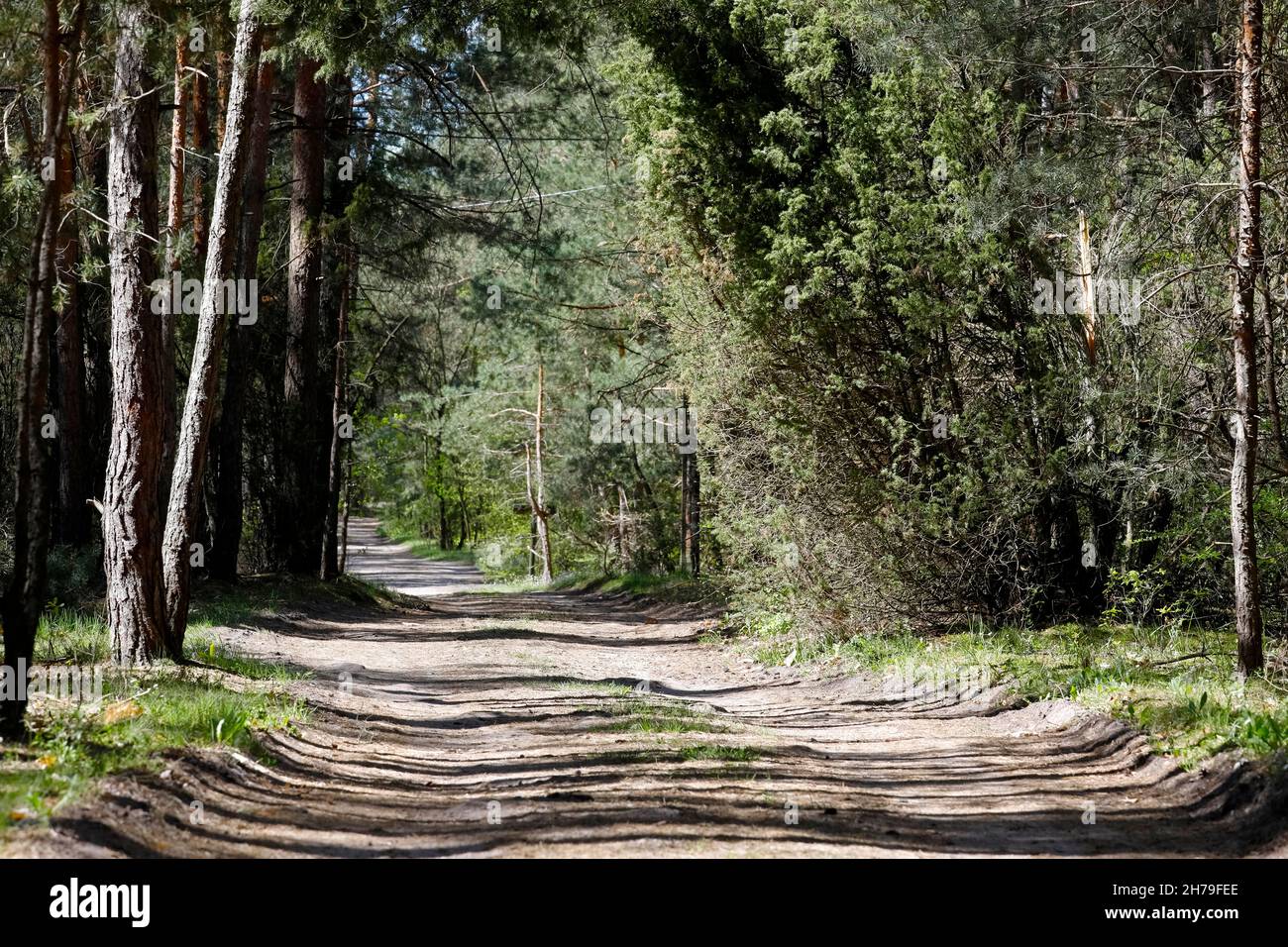 La strada del campo è visibile nella pineta, che si trova vicino al villaggio, che è localmente chiamato Wilga. Foto Stock