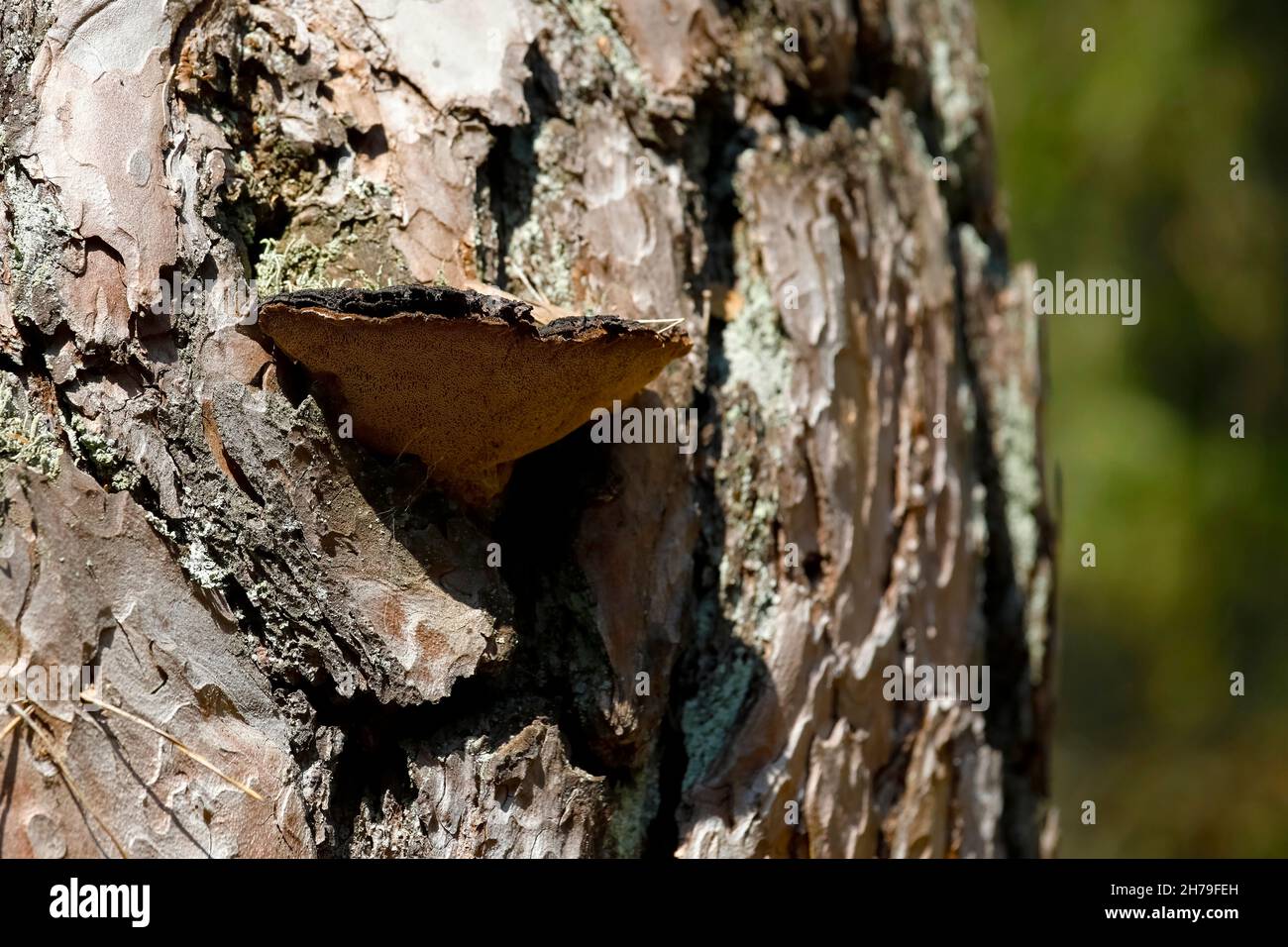 Il fungo cresce sul tronco di un vecchio pino. Foto Stock