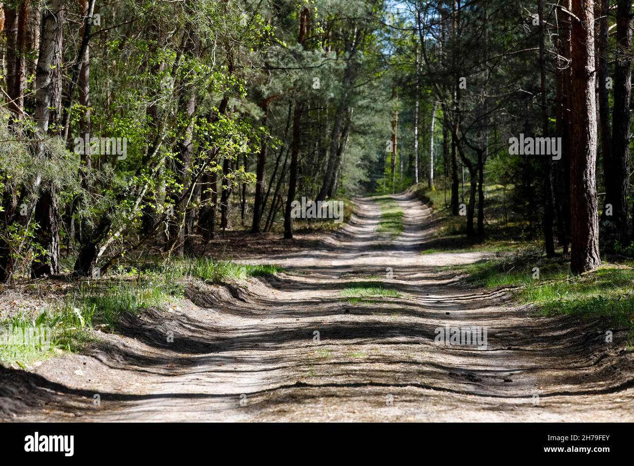 L'intersezione di strade di campo è visto nella pineta, che è vicino al villaggio localmente chiamato Wilga Foto Stock