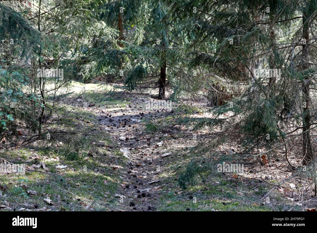Il sentiero calpestato tra i pini conduce attraverso la foresta. Questo è da qualche parte in boschi vicino al villaggio che è localmente chiamato Wilga Foto Stock