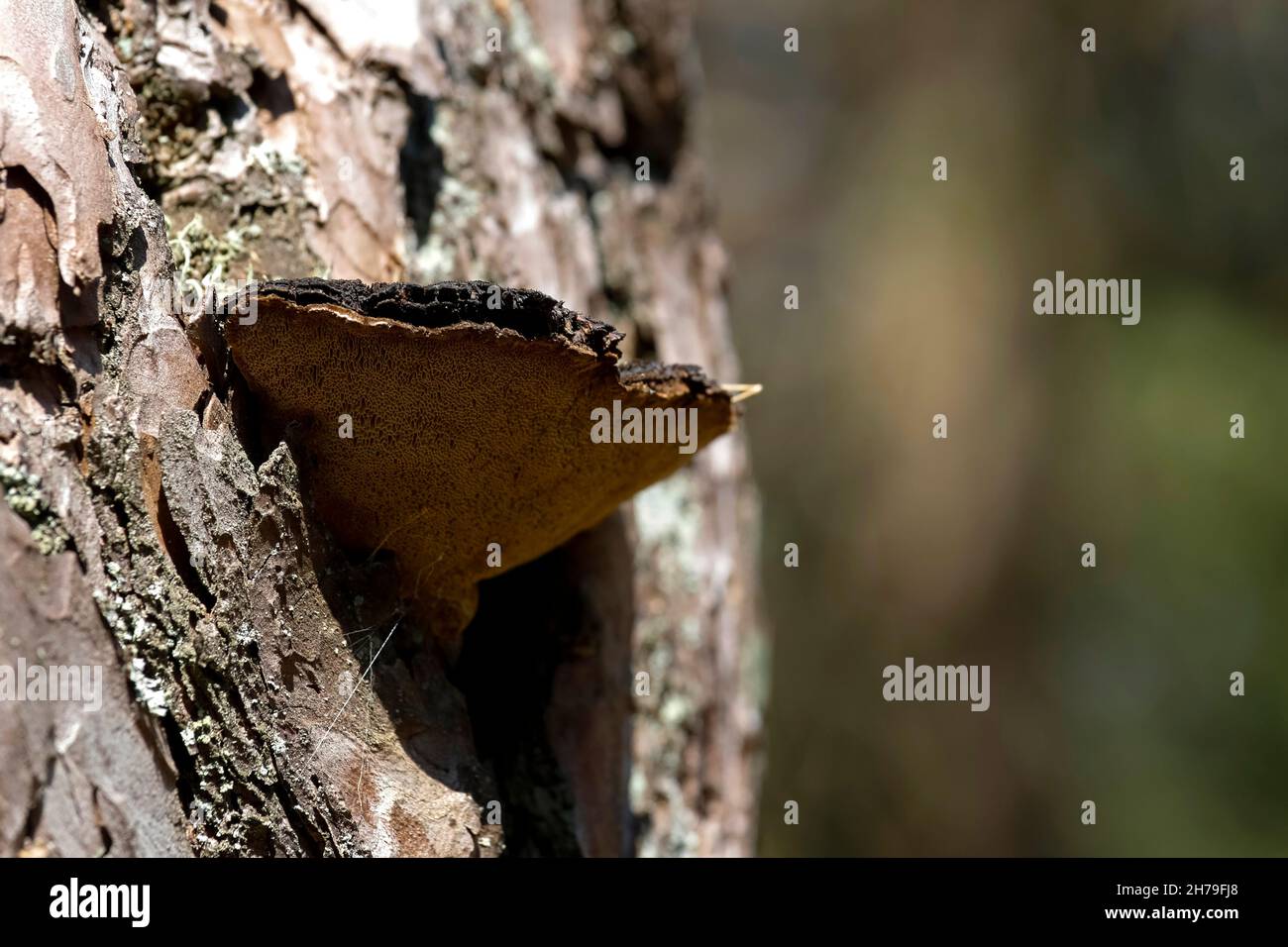 Tronco di pino su cui cresce il fungo, che è un parassita Foto Stock