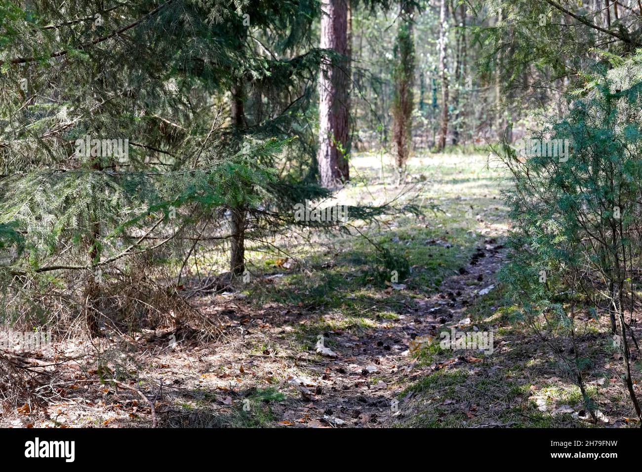 Tra i pini c'è un sentiero. Questo è visibile nei boschi vicino al villaggio, che è localmente chiamato Wilga Foto Stock