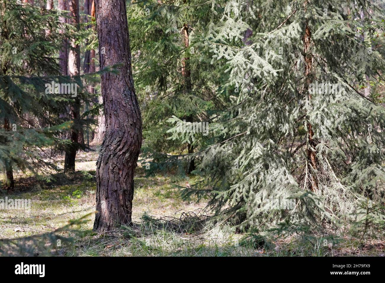 Aree forestali con alberi di conifere vecchi e giovani. Tali foreste possono essere viste in Polonia Foto Stock