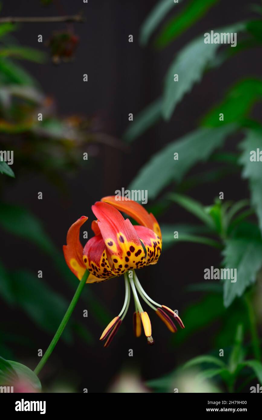 lilium pardalinum ssp shastense, giglio shasta, gigli, giglio pantera, macchie di arancio rosso, spotted, fiori macchiati, fiori, fioritura, RM floreale Foto Stock