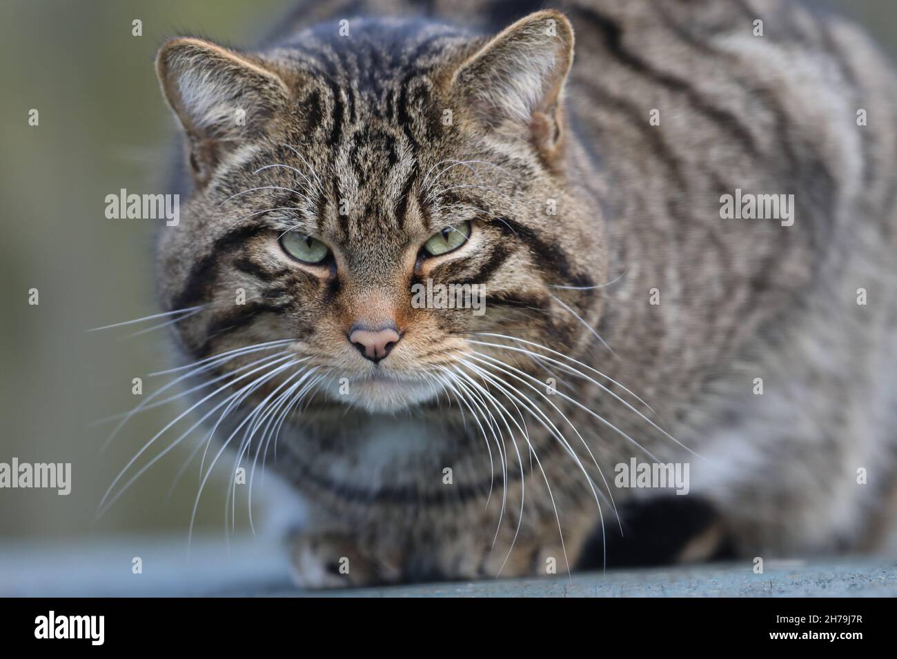 Gatto selvatico europeo, Felis sylvestris, testa, fronte, marcature a strisce quasi simmetriche, tridimensionale, visione, fissando, contatto visivo, vibrissae Foto Stock