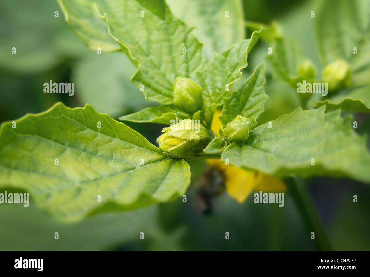 I giovani Tomatillos sbocciano, si chiudono. Toma Verde giallo tomatillos conosciuto anche come pomodoro di buccia messicano e Physalis philadelphica. Foto Stock